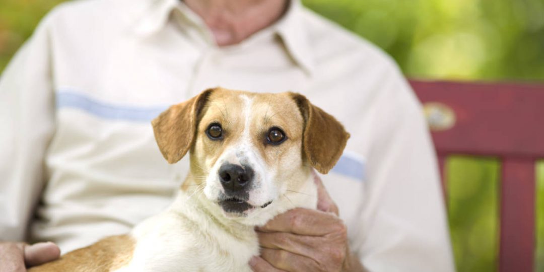 Seniors and pets – a great relationship